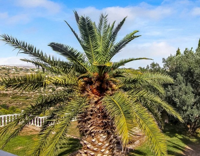 FINCA EN BENISSA